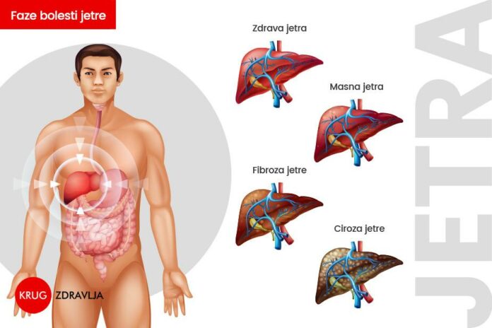 fazi-bolesti-jetre