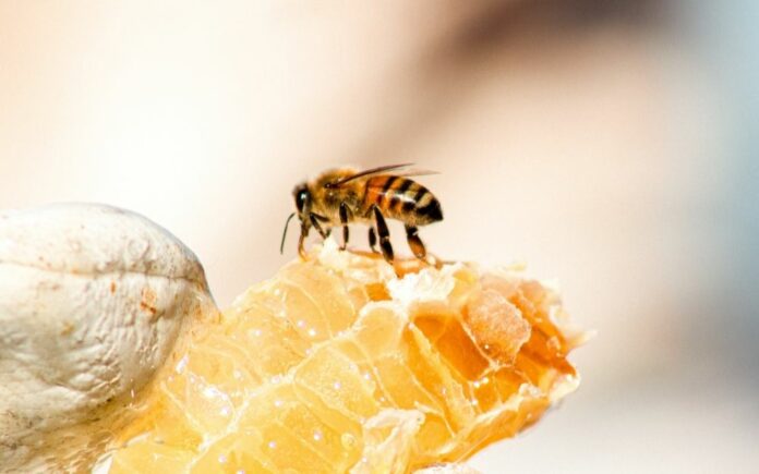 vaznost_pcela_6290e052d1aa4